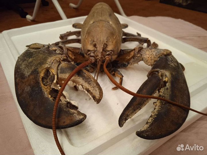 Выползок или линька омара, 45 см