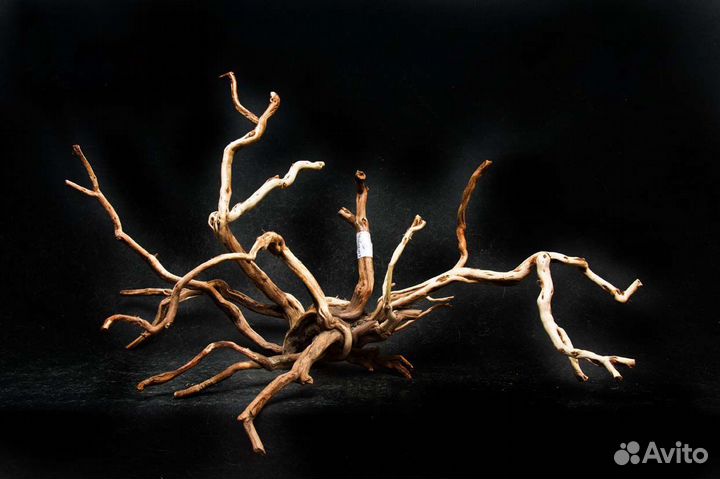 Крымские коряги