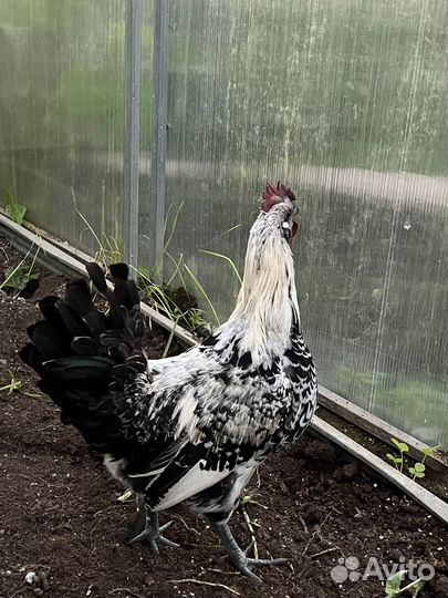 Лакеданзи (семья) 5мес