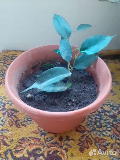 Фикус Бенджамина