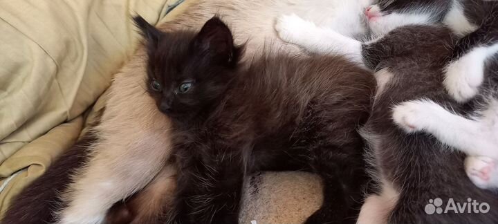 Котята 1 месяц