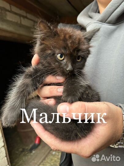 Котята в добрые руки даром