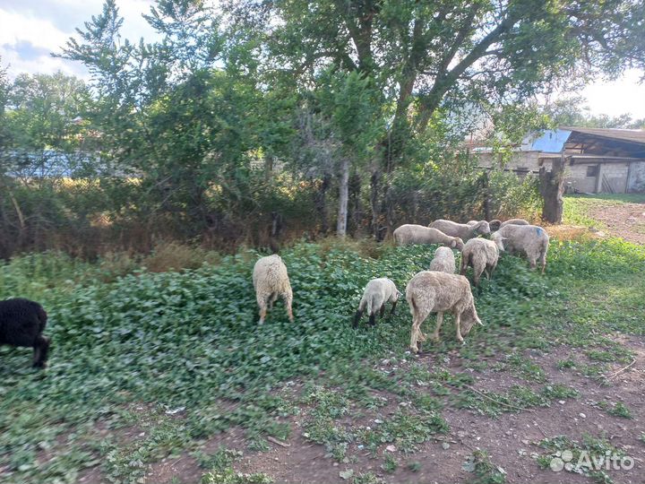 Овцы бараны