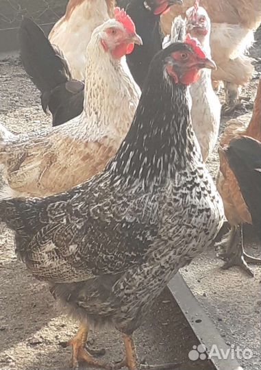 Цыплята суточные