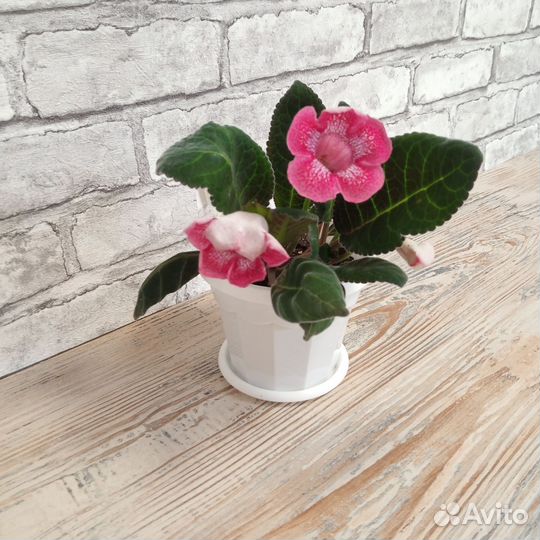 Глоксиния цветущая