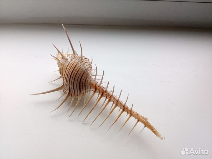 Ракушка Murex troscheli 160,1 mm Большой