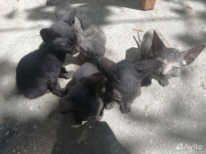 Канадский сфинкс