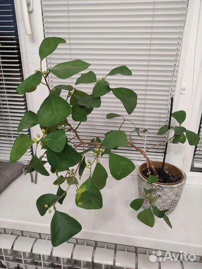 Фикус треагулярис треугольный