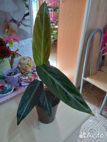 Комнатные цветы