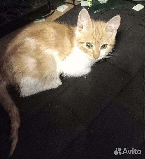 Рыжик котёнок