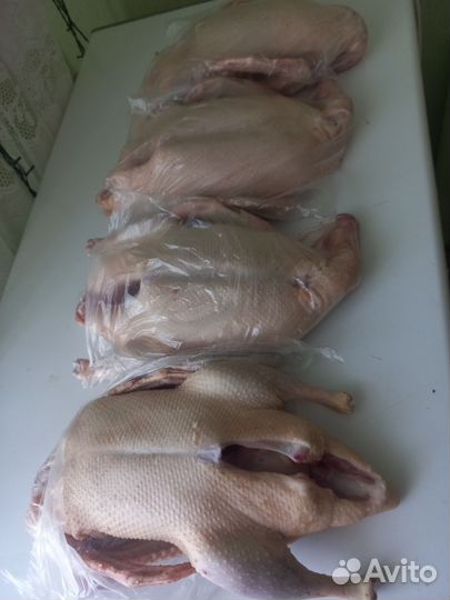 Утка домашняя мясо