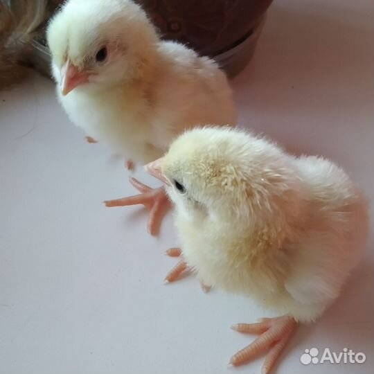 Гусята цыплята бройлер утята