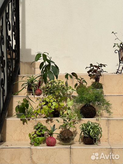 Колеус в Kokedama