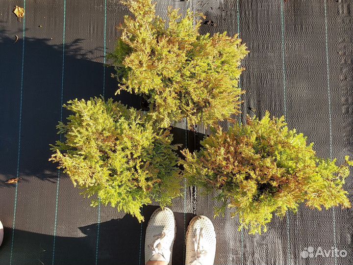 Туя Фаер Чиф