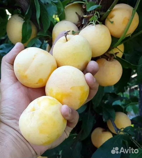 Саженцы сливы то Че Сан,Бербанк Гигант, Хироми Рэд