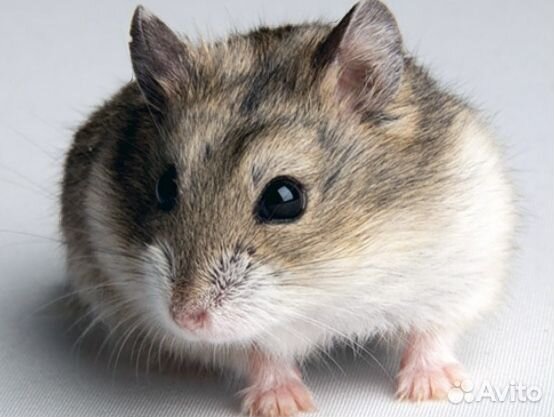 Домашние животные грызуны