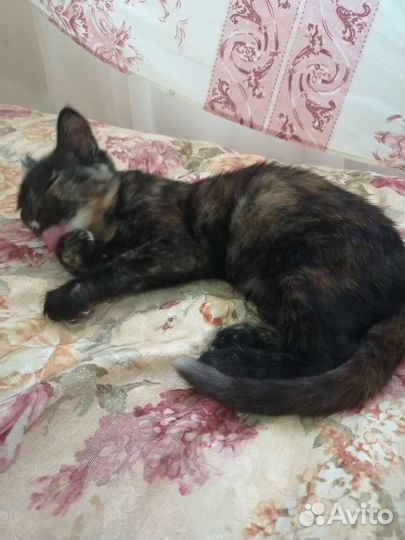 Кошка в дар бесплатно