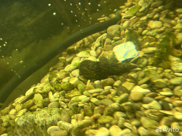 Грунтовая улитка