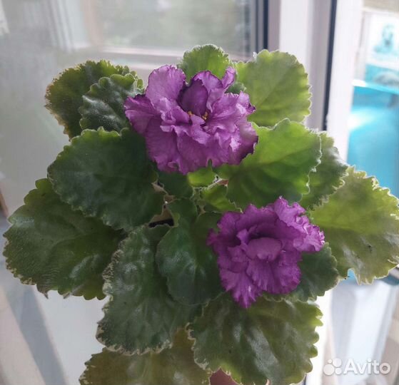 Цветущие фиалочки