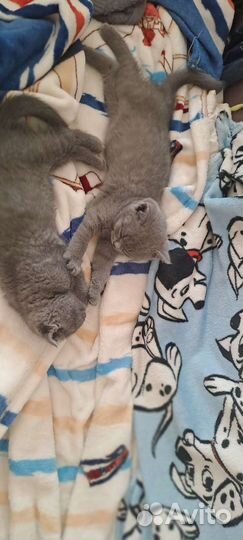 Британские котята
