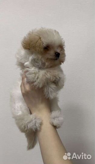 Девочка мальтипу