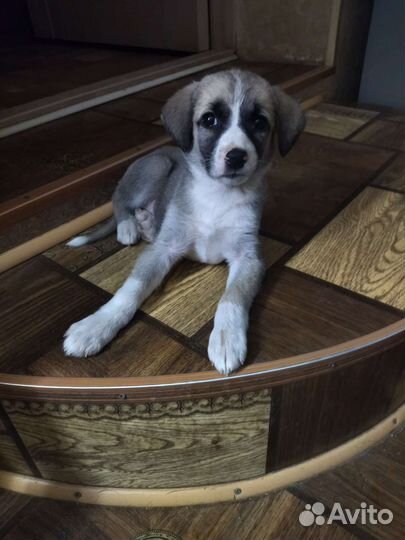 Собака в добрые руки щенок