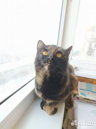 Стерелизованая Киса девочка