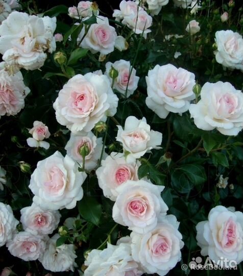 Роза бременские музыканты