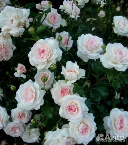 Роза бременские музыканты