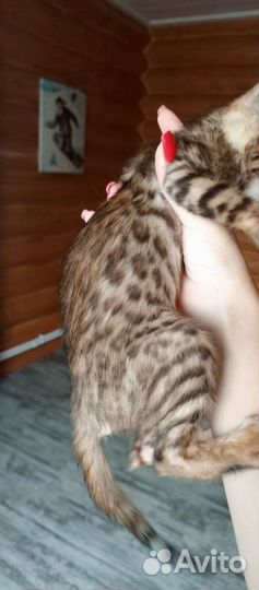 Бенгальские котята