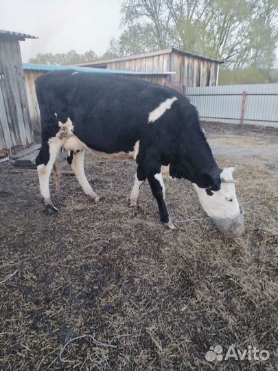 Корова дойная голштинской породы