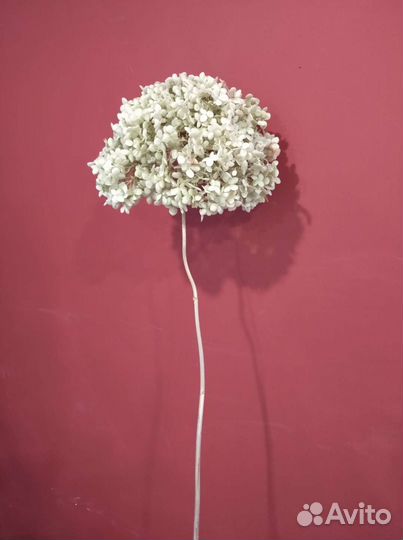 Сухоцвет.Гортензия древовидная 