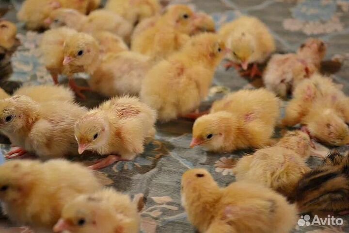 Перепел техасцы