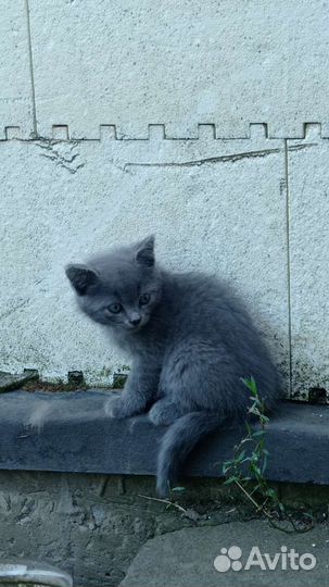 Очаровательные котята