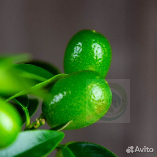 Кумкват 45/15