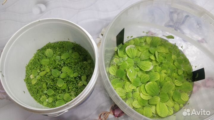 Аквариумные растения ряска, пистия