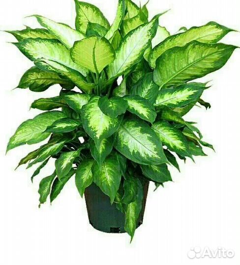 Диффенбахия кустовая