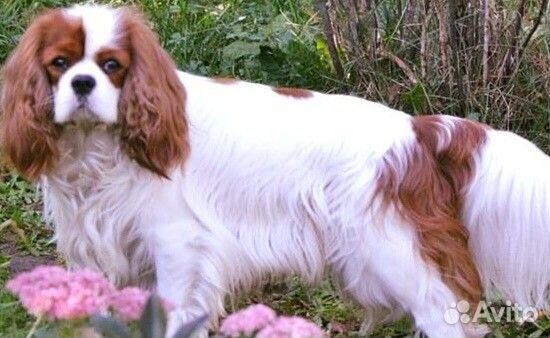 Спаниельки