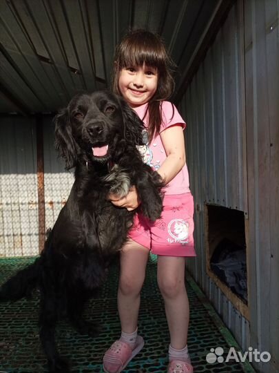 Щенки кокер спаниеля