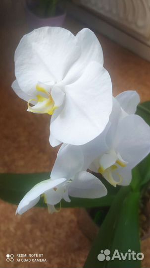 Орхидея фаленопсис белая, вторая цветущая, адениум
