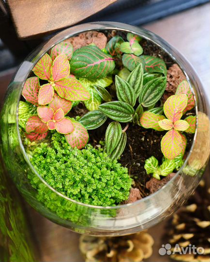 Флорариум Подарок Интерьер