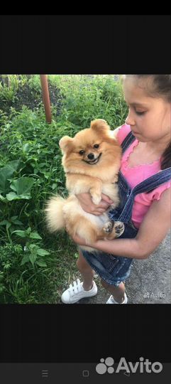 Померанский шпиц