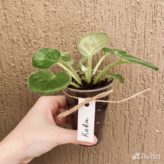 Фиалка ав-Киви