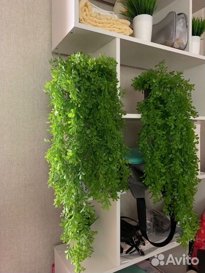 Искусственный самшит ампельный