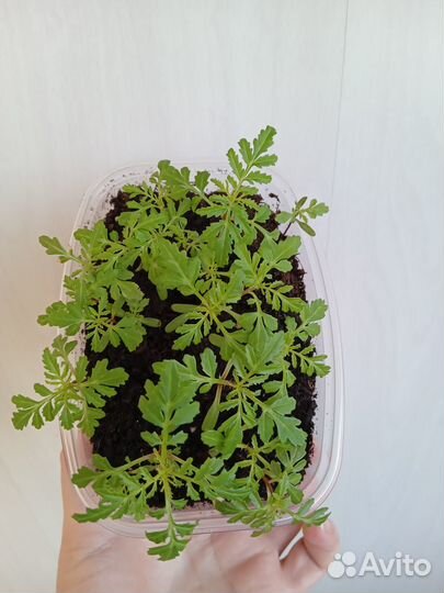 Семена прострела