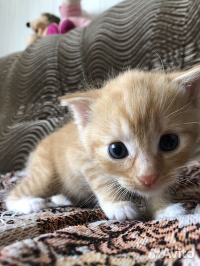Котенок девочка в добрые руки
