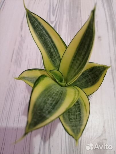 Сансевиерия ханни Голд