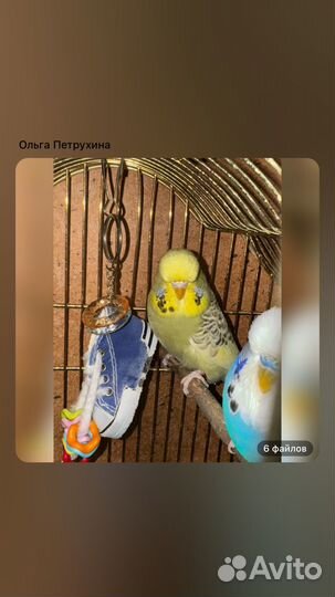 Самочки ввп Чех