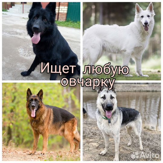 Вязка бесплатно