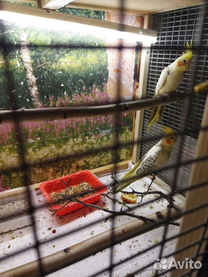 Попугай корелла птенец